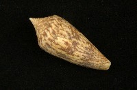 藏品(長芋螺)的圖片